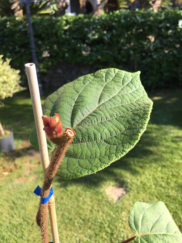 Actinidia Hayward (Kiwi)