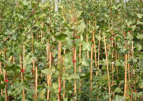 Offerta Piante di pistacchio 