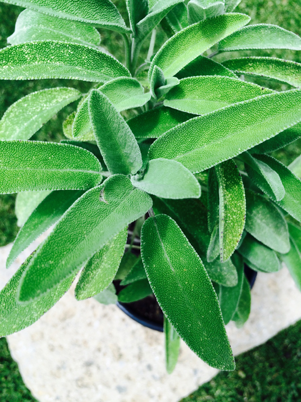 Salvia